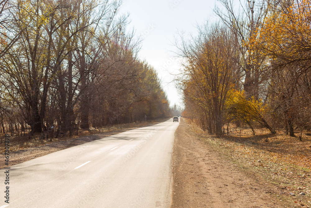 asphalt road surrounded by trees on a sunny autumn day asphalt road surrounded by trees on a sunny autumn day