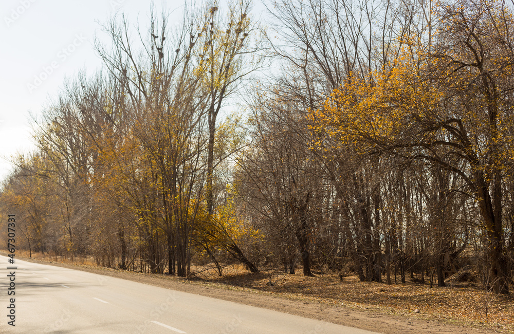 asphalt road surrounded by trees on a sunny autumn day asphalt road surrounded by trees on a sunny autumn day