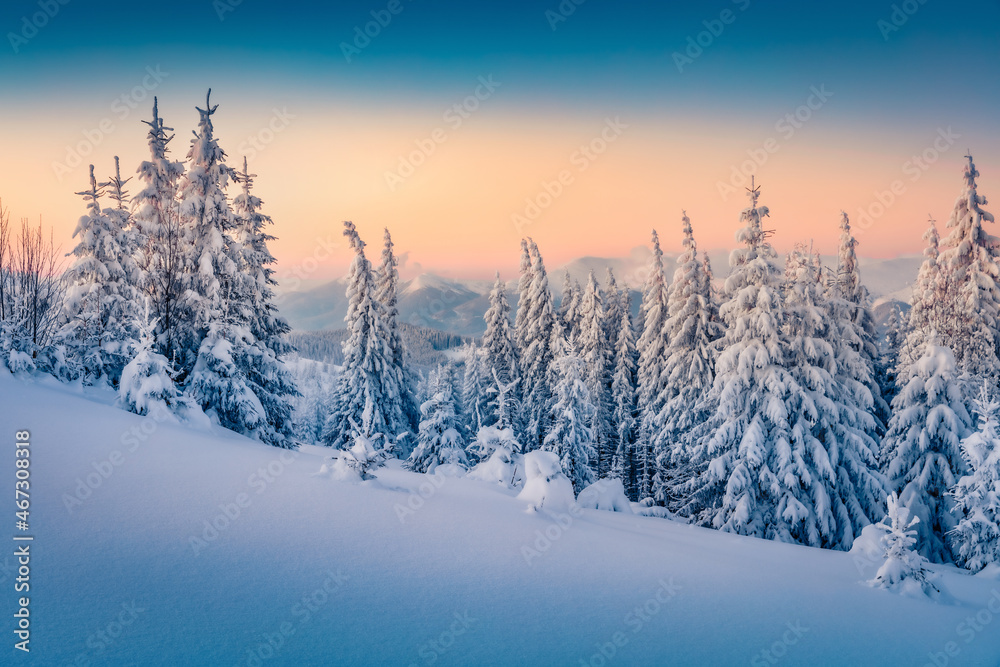 Frosty winter scenery. Colorful morning view of the mountain forest. Amazing winter landscape of Carpathian mountains with fir trees covered fresh snow. Beauty of nature concept background.