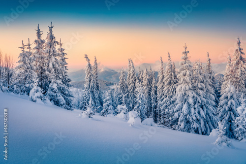Frosty winter scenery. Colorful morning view of the mountain forest. Amazing winter landscape of Carpathian mountains with fir trees covered fresh snow. Beauty of nature concept background. © Andrew Mayovskyy