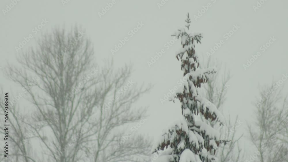 Tall spruce branches under snow caps in nature. Beautiful new year christmas tree, winter-time. Copy space for text Tall spruce branches under snow caps in nature. Beautiful new year christmas tree, winter-time. Copy space for text