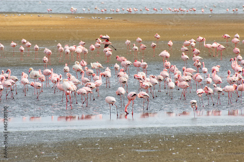flamingos at Walvisbay looking for food