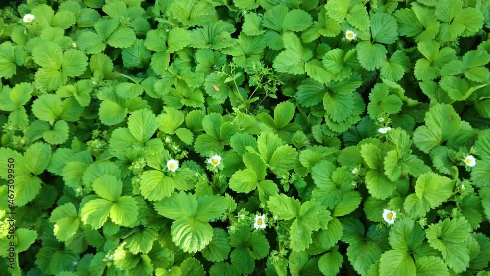 Bushes of strawberry in the garden, soft focus background Bushes of strawberry in the garden, soft focus background