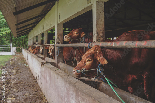 cow on the stable