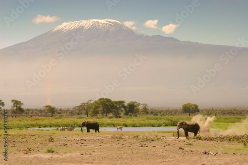 Paysage Famille El  phants   l  phanteaux Loxodonta africana et poussi  re devant le Kilimandjaro au Kenya