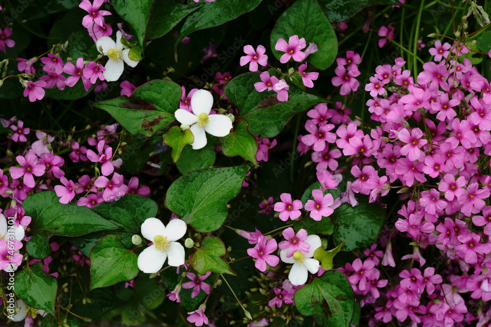 Naklejka premium ドクダミの白い花とムラサキカタバミの紫色の花が混じって咲く