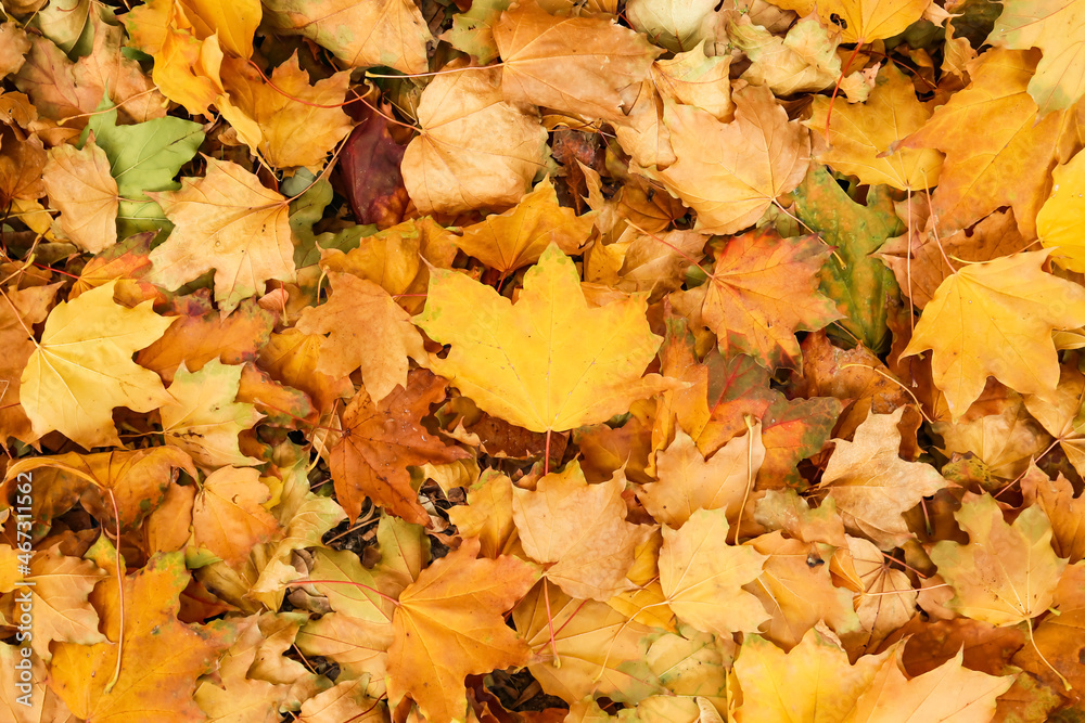 Golden maple leaves as background