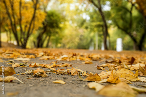 Autumn leaves on ground in city park