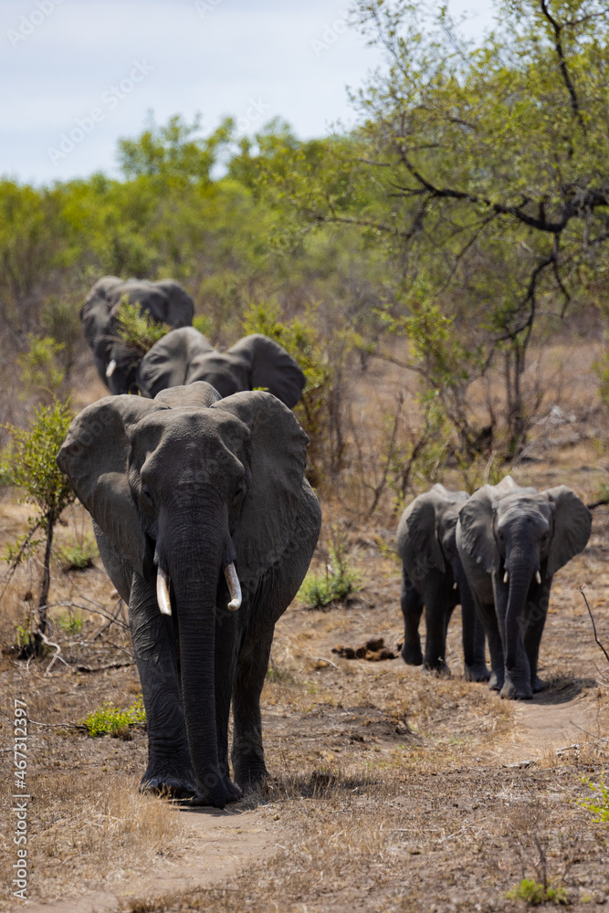 African elephant herd on the move