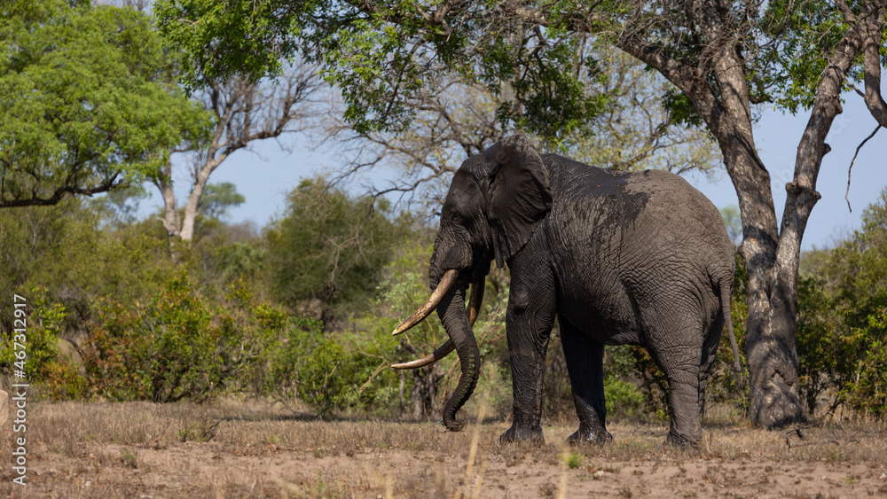 A big African bull elephant in the wild