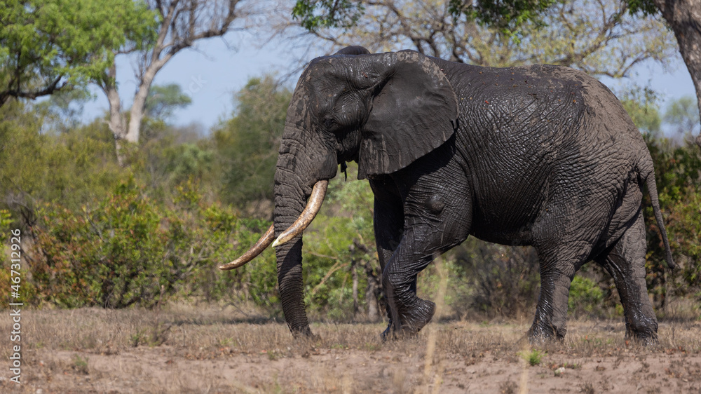 A big African bull elephant in the wild