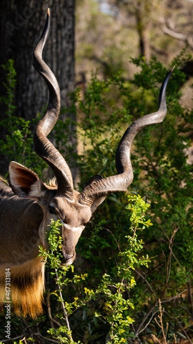 Fototapeta Naklejka Na Ścianę i Meble -  a big kudu bull close up