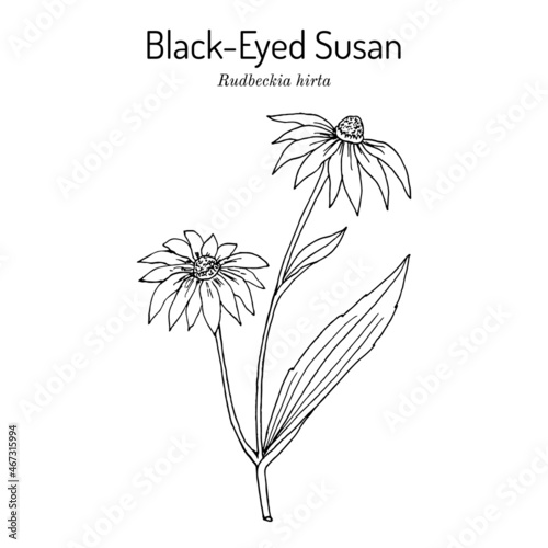 Black-eyed Susan Rudbeckia hirta , or brown betty, gloriosa daisy, medicinal plant photo