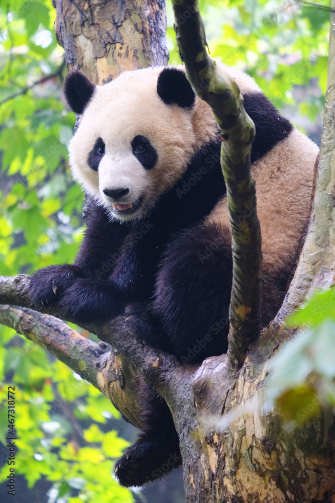 Fototapeta premium Panda sitting on the branch