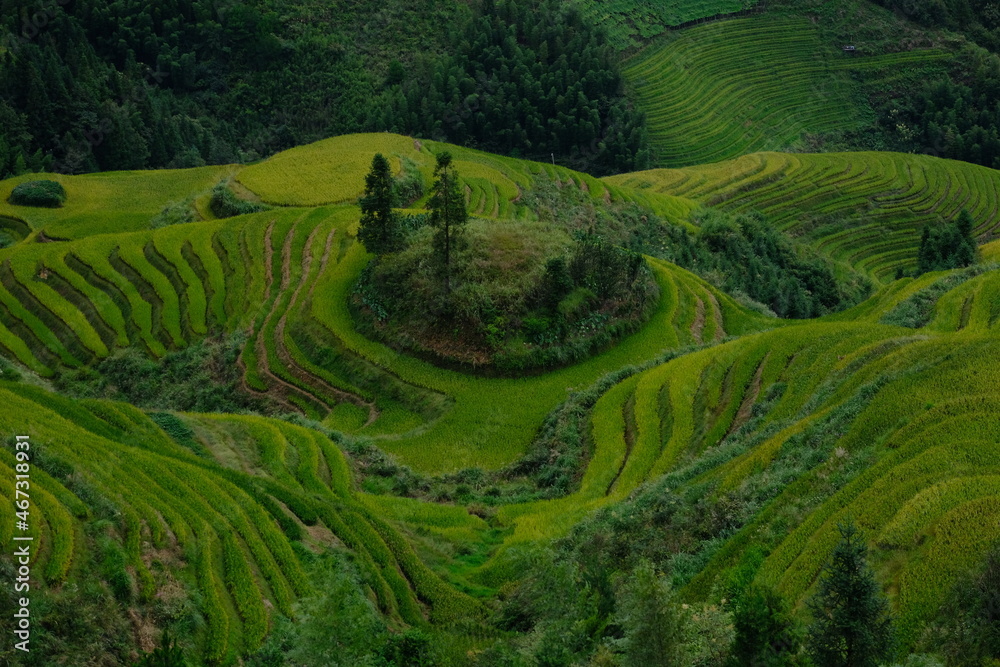 Guilin rice terraces