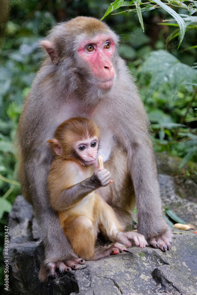 Monkey with baby monkey