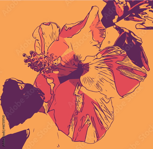 Hibiskus Illustration