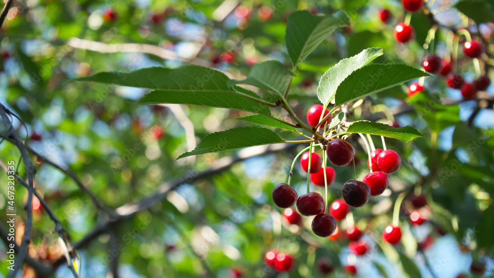 A lot of ripe cherries on a tree branch. Ripe red berries.