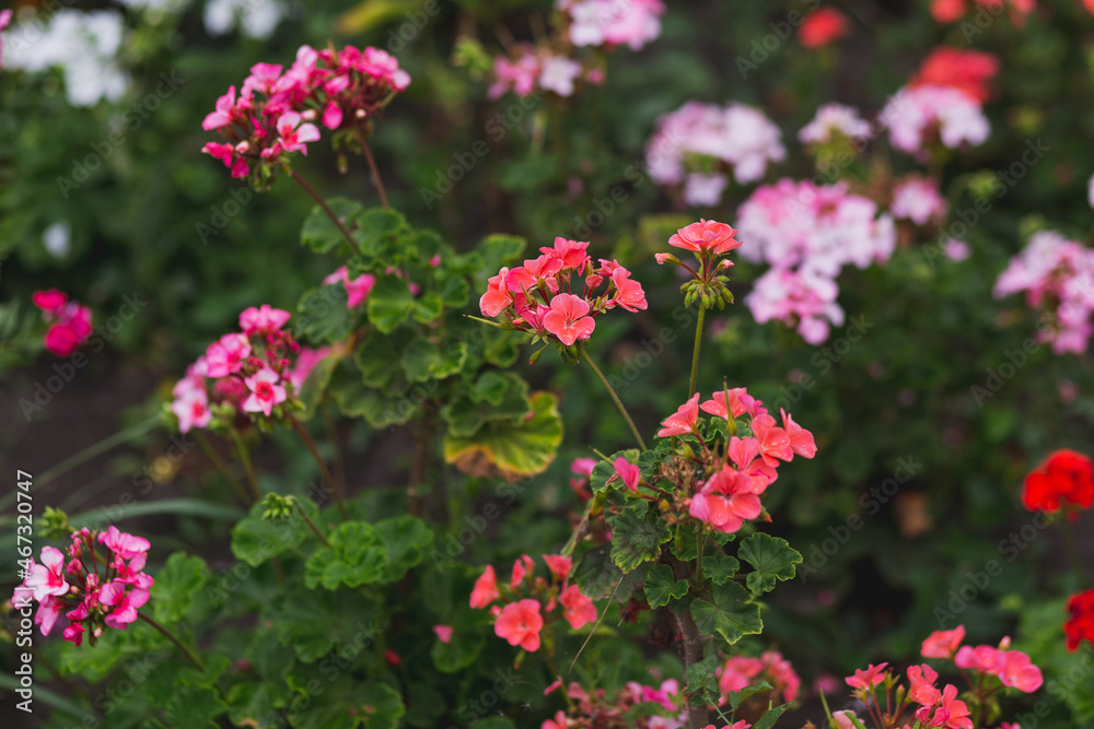 Pink and red flowers of geraniums planted in the ground Pink and red flowers of geraniums planted in the ground