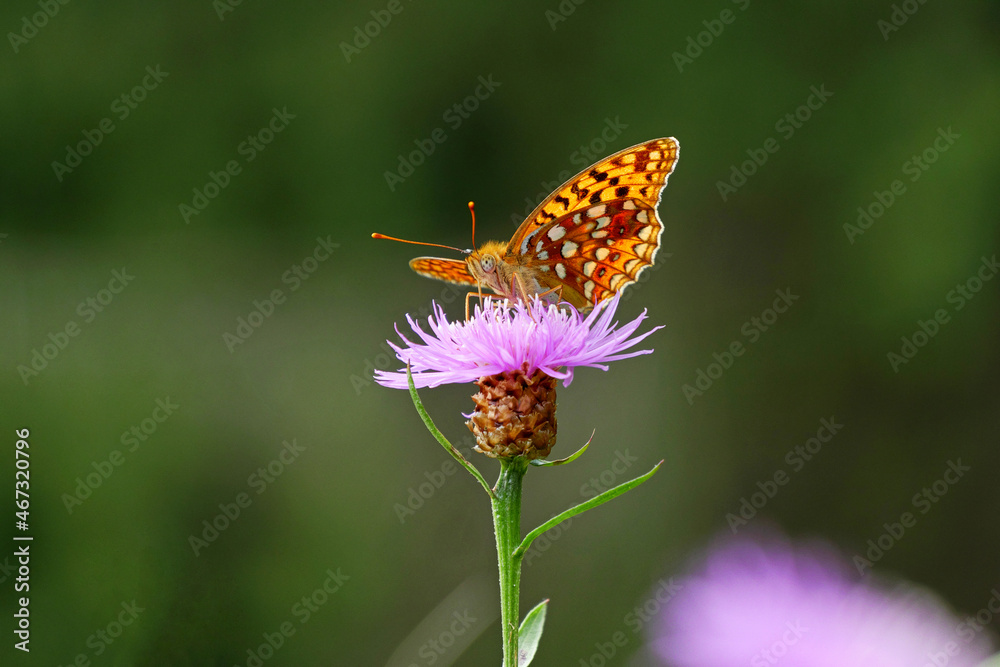 Feuriger Perlmuttfalter (Fabriciana adippe) Feuriger Perlmuttfalter (Fabriciana adippe)
