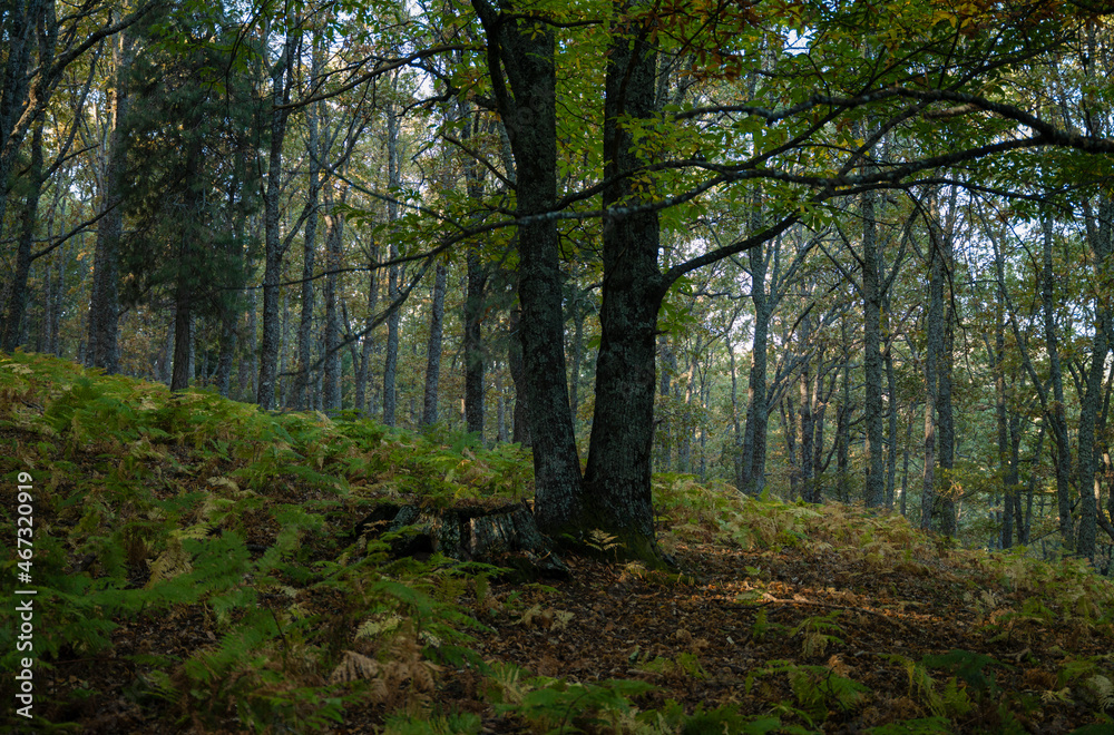 Landscape of chestnut trees forest in autumn, in El Tiemblo, Avila, Castilla y leon, Spain Landscape of chestnut trees forest in autumn, in El Tiemblo, Avila, Castilla y leon, Spain