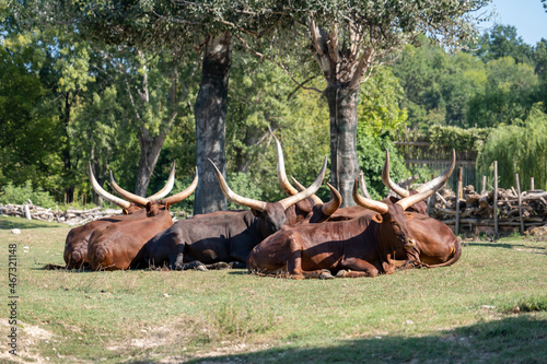 watussi, large horned cows lie on the grass photo