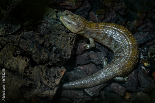 Tanimbar Blue-tong Skink, Tiliqua scincoides chimaerea, reptile lizar from Australia. Skink in the nature habitat, dark cave in the forest. Big lizard in nature. photo