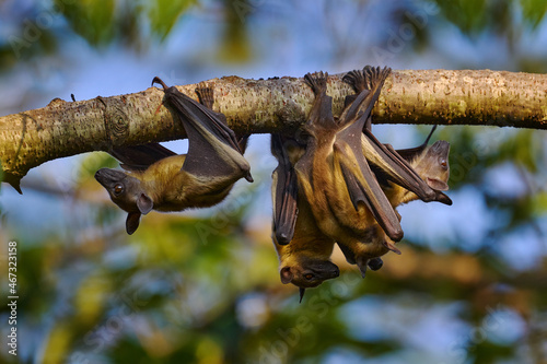 Straw-coloured fruit bat, Eidolon helvum, on the the tree during the evening, Kisoro, Uganda in Africa. Bat colony in the nature, wildlife. Travelling in Uganda. photo
