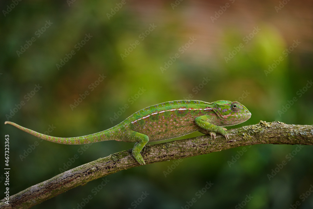 carpet chameleon (Furcifer lateralis), white-lined chameleon in forest habitat. Exotic beautiful endemic green reptile with long tail from Madagascar. Wildlife scene from nature. Female of chameleon. carpet chameleon (Furcifer lateralis), white-lined chameleon in forest habitat. Exotic beautiful endemic green reptile with long tail from Madagascar. Wildlife scene from nature. Female of chameleon.