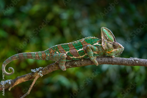 Fototapeta Naklejka Na Ścianę i Meble -  Veiled chameleon, Yemen chameleon, sitting on branch in forest habitat. Exotic beautiful endemic green reptile with long tail from Yemen. Wildlife scene from nature. Chameleon from Saudi Arabia