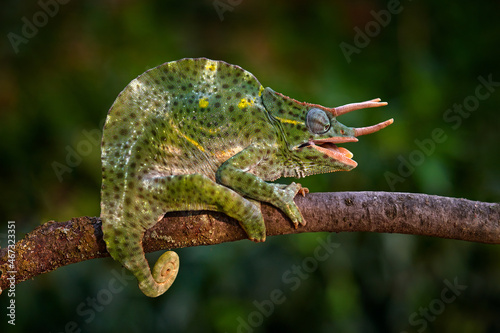 Trioceros deremensis, Usambara three-horned chameleon and wavy chameleonon the branch in forest habitat. Exotic beautiful endemic green reptile with long tail from Tanzania. 
