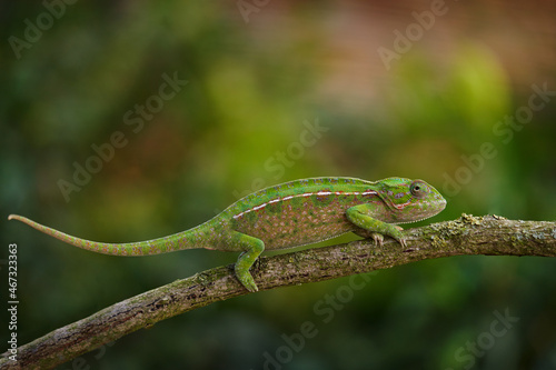 carpet chameleon (Furcifer lateralis), white-lined chameleon in forest habitat. Exotic beautiful endemic green reptile with long tail from Madagascar. Wildlife scene from nature.  Female of chameleon.