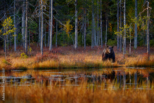 Autumn nature. Bear hidden in yellow forest. Fall trees with bear, mirror reflection. Beautiful brown bear walking around lake, fall colors, Finland, Europe.