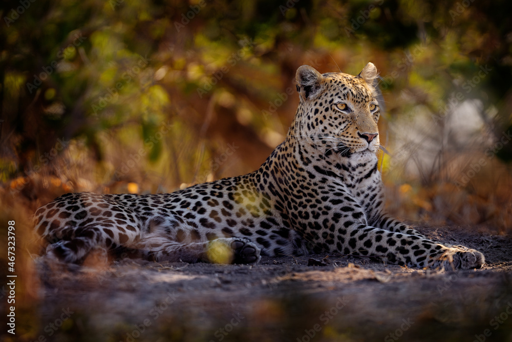 Obraz premium Leopard in Savuti, Chobe NP in Botswana. Africa wildlife. Wild cat hidden in the green vegetation. Leopard in the nature, lying under the tree.