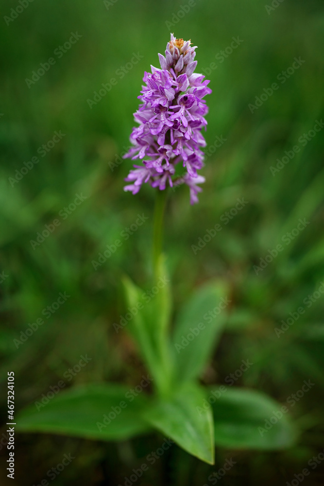 Orchis militaris, military orchid, flowering European terrestrial wild orchid in nature habitat, detail of bloom, morning sunrise, Czech Republic. Pink flower in grass, spring day in Europe Orchis militaris, military orchid, flowering European terrestrial wild orchid in nature habitat, detail of bloom, morning sunrise, Czech Republic. Pink flower in grass, spring day in Europe