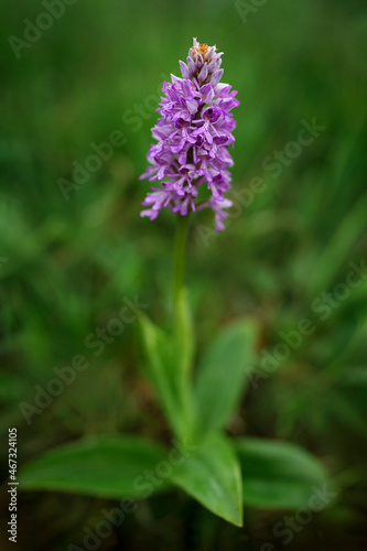 Orchis militaris  military orchid  flowering European terrestrial wild orchid in nature habitat  detail of bloom  morning sunrise  Czech Republic. Pink flower in grass  spring day in Europe