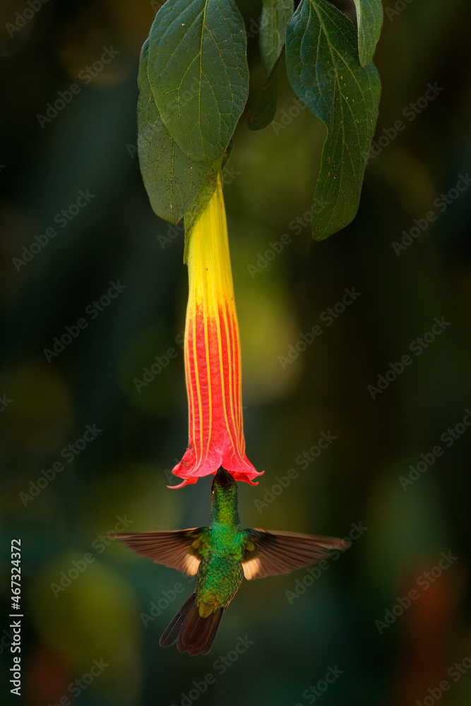 Fototapeta premium Tropic wildlife. Buff-winged starfrontlet, Coeligena lutetiae, hummingbird in the family Trochilidae, found in Colombia, Ecuador, and Peru. Hummingbird flight next to red forest flower bloom.