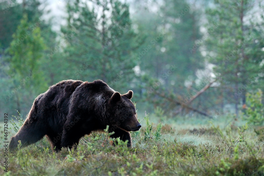 Fototapeta premium Big brown bear walking around lake in the morning sun. Wildlife scene from wild nature. Dark night image with bear. Dangerous animal in forest, Finland.