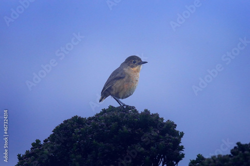 tawny antpitta, Grallaria quitensis, bird in the family Grallariidae. It is found in Colombia, Ecuador, and Peru. Antpitta from Yanacocha reserve in Ecuador. Birdwatching in South America.