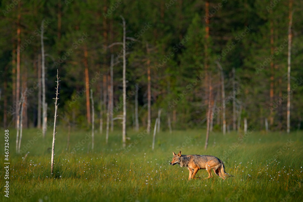 Wolf from Finland. Gray wolf, Canis lupus, in the spring light, in the forest with green leaves. Wolf in the nature habitat. Wild animal in the Russia taiga. Wildlife nature, Europe. Wolf from Finland. Gray wolf, Canis lupus, in the spring light, in the forest with green leaves. Wolf in the nature habitat. Wild animal in the Russia taiga. Wildlife nature, Europe.