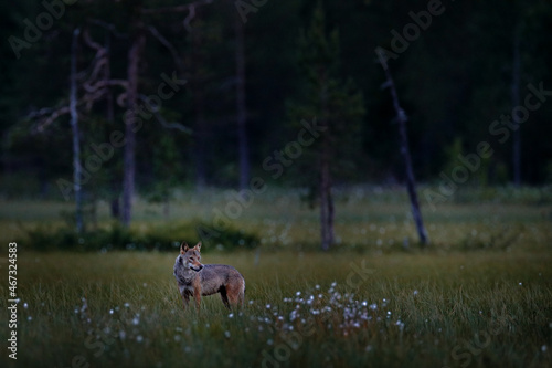 Fototapeta Naklejka Na Ścianę i Meble -  Night forest. Finland Wolf . Gray wolf, Canis lupus, in the spring light, in the forest with green leaves. Wolf in the nature habitat. Wild animal in the Finland taiga. Wildlife nature, Europe.