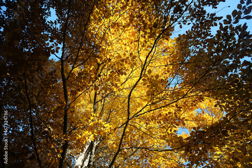 Riserva naturale integrale Piaie Longhe-Millifret in autunno, Foresta del Cansiglio, Italia © Federico