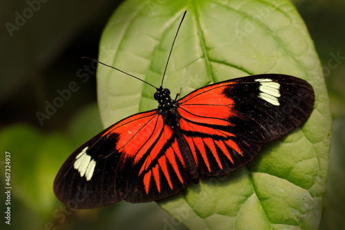 Canvas Print Heliconius melpomene, the postman butterfly from Costa Rica