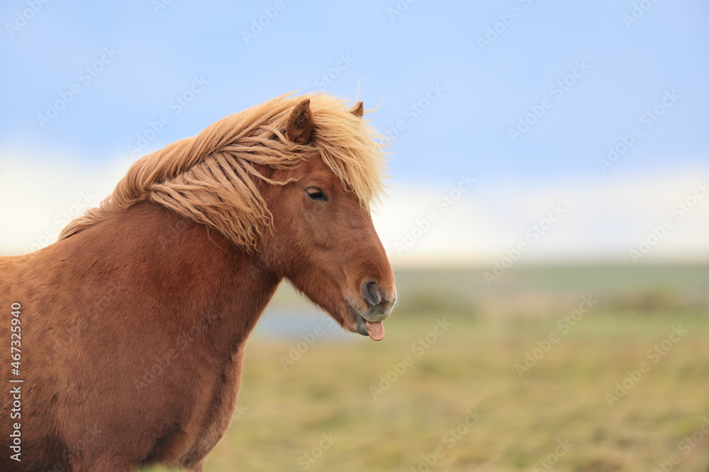 Obraz premium Wild horses,Iceland horses , South Coast, Iceland