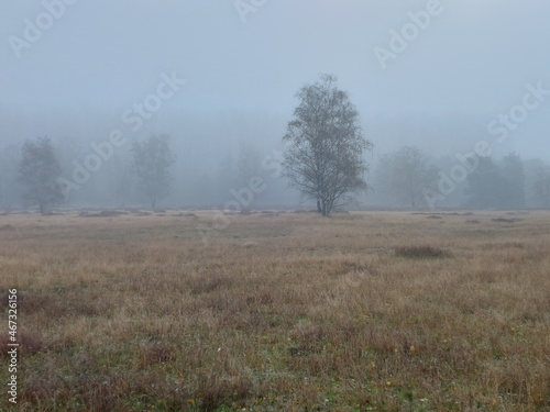 Dry field with leafless trees on a foggy day near the Hiltruper See lake in Munster, Germany photo