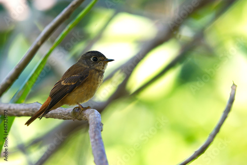 Flycatchers of Thailand photo