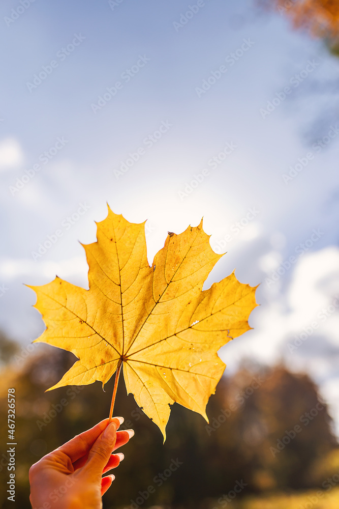 Hand-held autumn leaf
