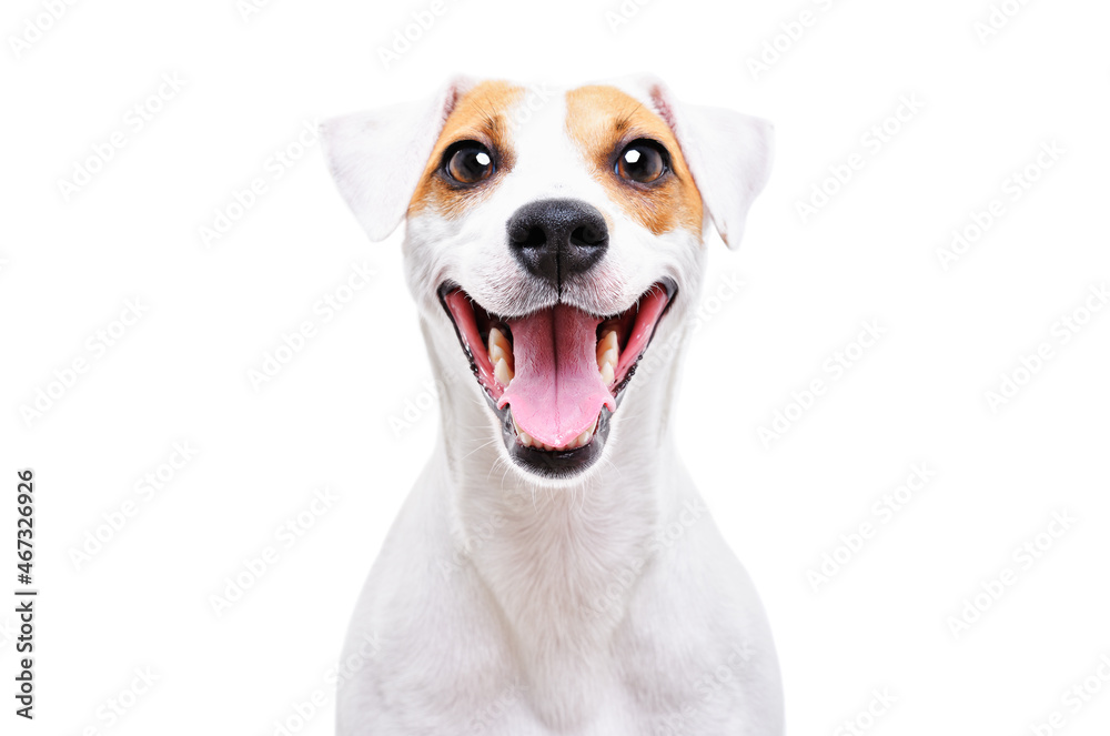 Portrait of a smiling dog Jack Russell Terrier, closeup, isolated on white background