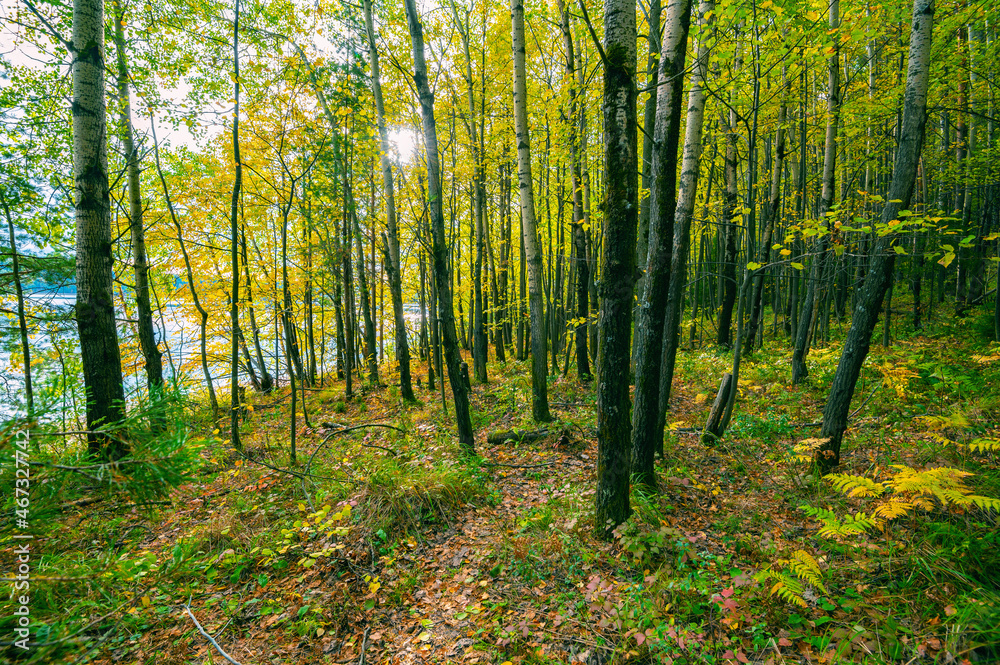 Autumn landscape, forest tree trunks, falling foliage. Autumn landscape, forest tree trunks, falling foliage.