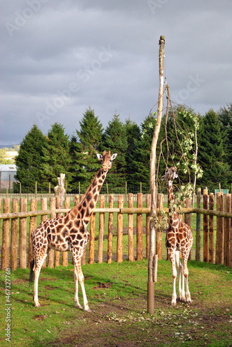 Photography Giraffes in Outdoor Enclosure at Safari Park